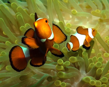Clownfish
